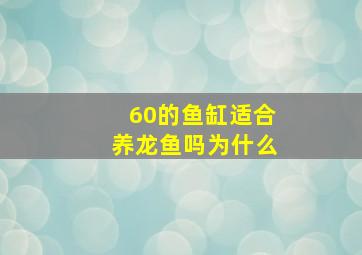 60的鱼缸适合养龙鱼吗为什么