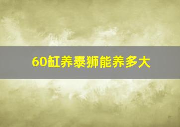 60缸养泰狮能养多大