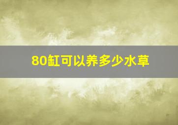 80缸可以养多少水草