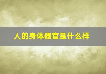 人的身体器官是什么样