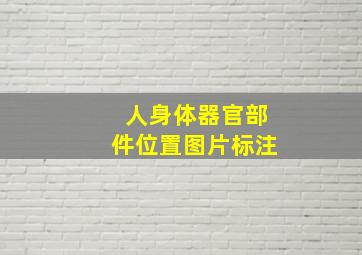 人身体器官部件位置图片标注