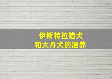 伊斯特拉猎犬和大丹犬的混养