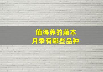 值得养的藤本月季有哪些品种