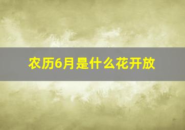 农历6月是什么花开放