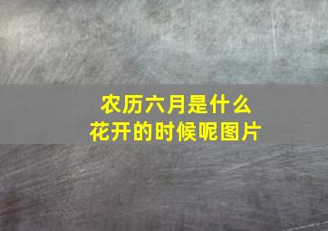 农历六月是什么花开的时候呢图片