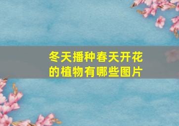 冬天播种春天开花的植物有哪些图片