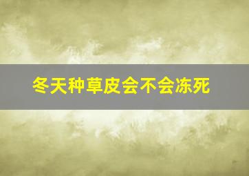 冬天种草皮会不会冻死