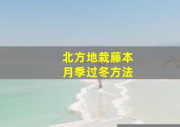 北方地栽藤本月季过冬方法