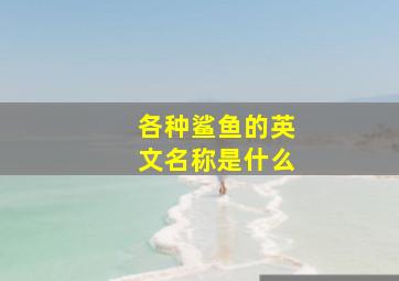 各种鲨鱼的英文名称是什么