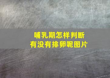 哺乳期怎样判断有没有排卵呢图片