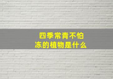 四季常青不怕冻的植物是什么