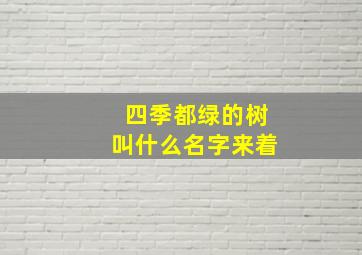 四季都绿的树叫什么名字来着