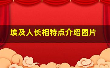 埃及人长相特点介绍图片