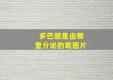 多巴胺是由哪里分泌的呢图片