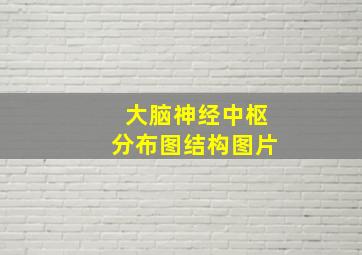 大脑神经中枢分布图结构图片