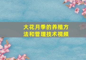 大花月季的养殖方法和管理技术视频