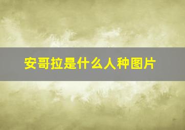 安哥拉是什么人种图片