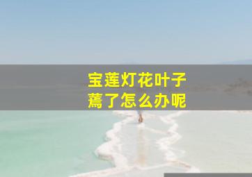 宝莲灯花叶子蔫了怎么办呢