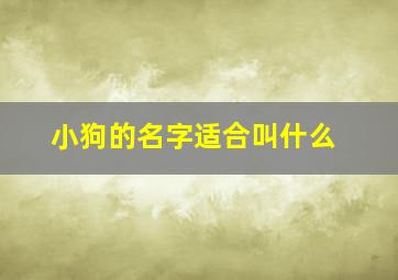 小狗的名字适合叫什么