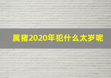 属猪2020年犯什么太岁呢