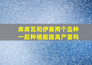 库库瓦和伊赛两个品种一起种植能提高产量吗