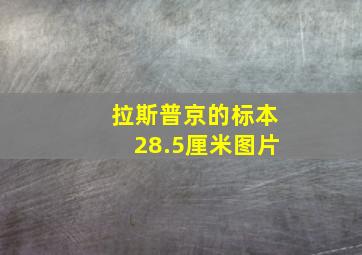 拉斯普京的标本28.5厘米图片