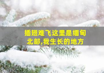 插翅难飞这里是缅甸北部,我生长的地方