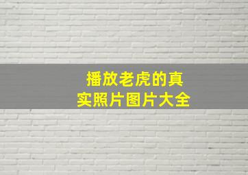 播放老虎的真实照片图片大全