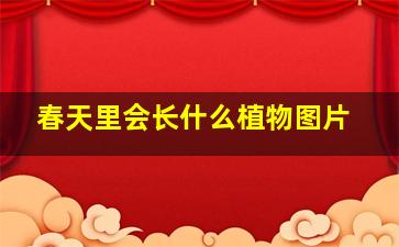 春天里会长什么植物图片