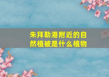 朱拜勒港附近的自然植被是什么植物