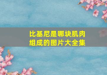 比基尼是哪块肌肉组成的图片大全集