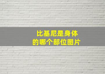 比基尼是身体的哪个部位图片