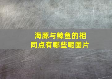 海豚与鲸鱼的相同点有哪些呢图片