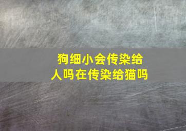 狗细小会传染给人吗在传染给猫吗