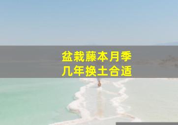 盆栽藤本月季几年换土合适