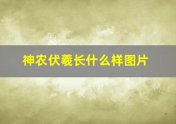 神农伏羲长什么样图片