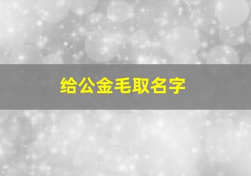 给公金毛取名字