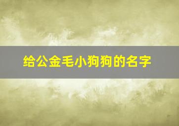 给公金毛小狗狗的名字