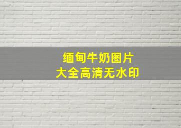 缅甸牛奶图片大全高清无水印