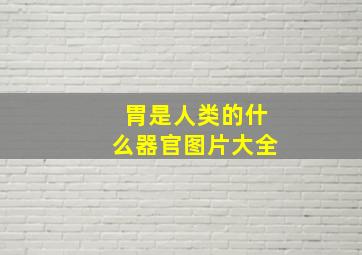 胃是人类的什么器官图片大全