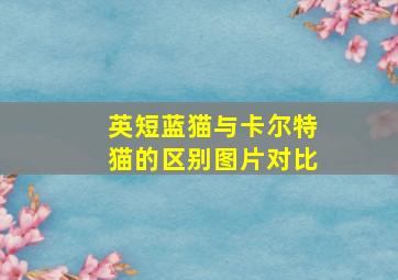 英短蓝猫与卡尔特猫的区别图片对比