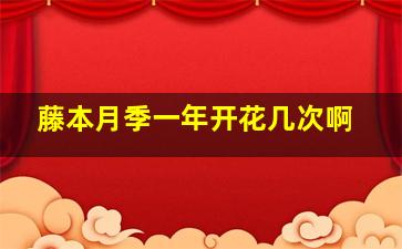 藤本月季一年开花几次啊