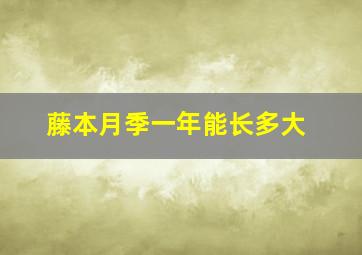 藤本月季一年能长多大