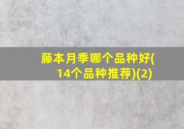 藤本月季哪个品种好(14个品种推荐)(2)