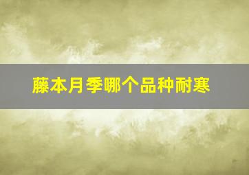 藤本月季哪个品种耐寒