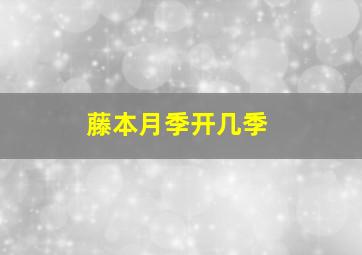 藤本月季开几季