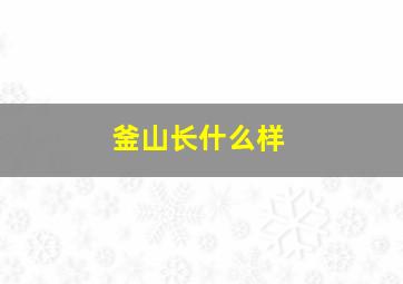 釜山长什么样