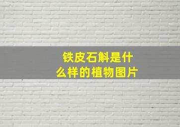 铁皮石斛是什么样的植物图片