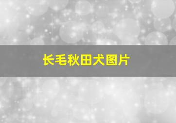 长毛秋田犬图片