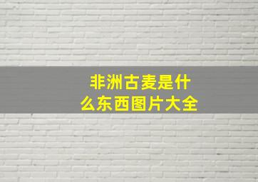 非洲古麦是什么东西图片大全